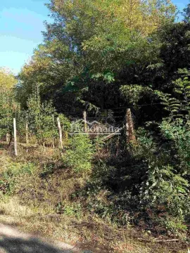 Zarasli plac sa drvećem i ogradom. - image 2