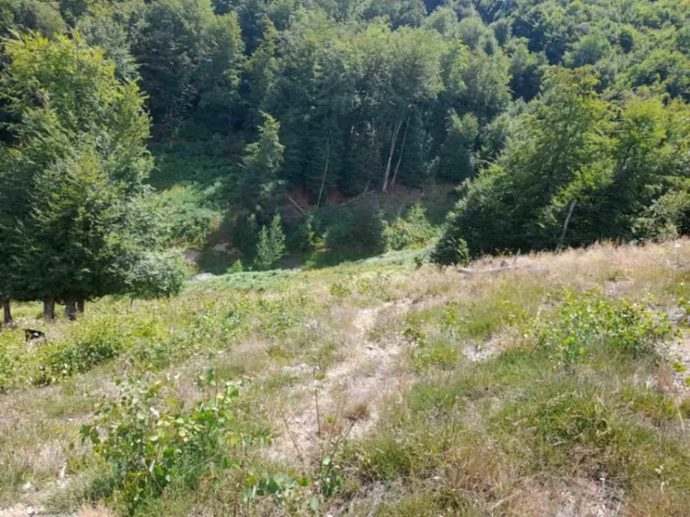 Prodaja, plac, 40000m², Žirci, Kolašin