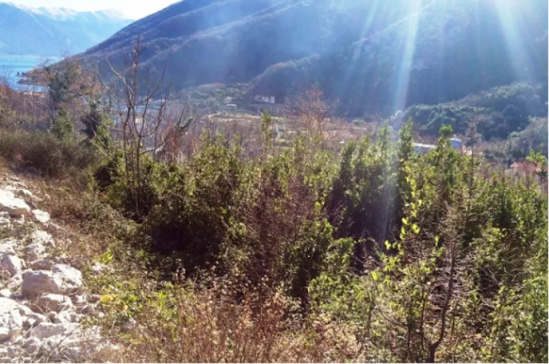 Prodaja, plac, 500m², Morinj, Kotor