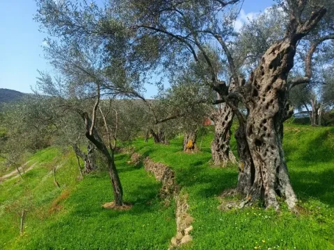 Prodaja, plac, 10172m², Ulcinj, Crna Gora - image 5