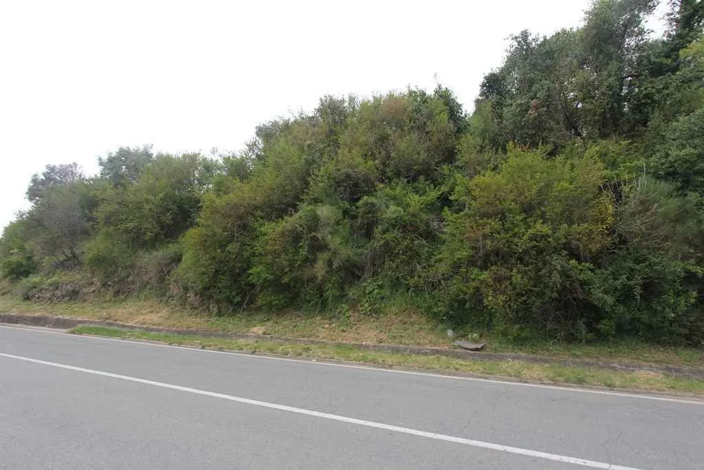 Zemljište obraslo zelenilom pored asfaltnog puta.
