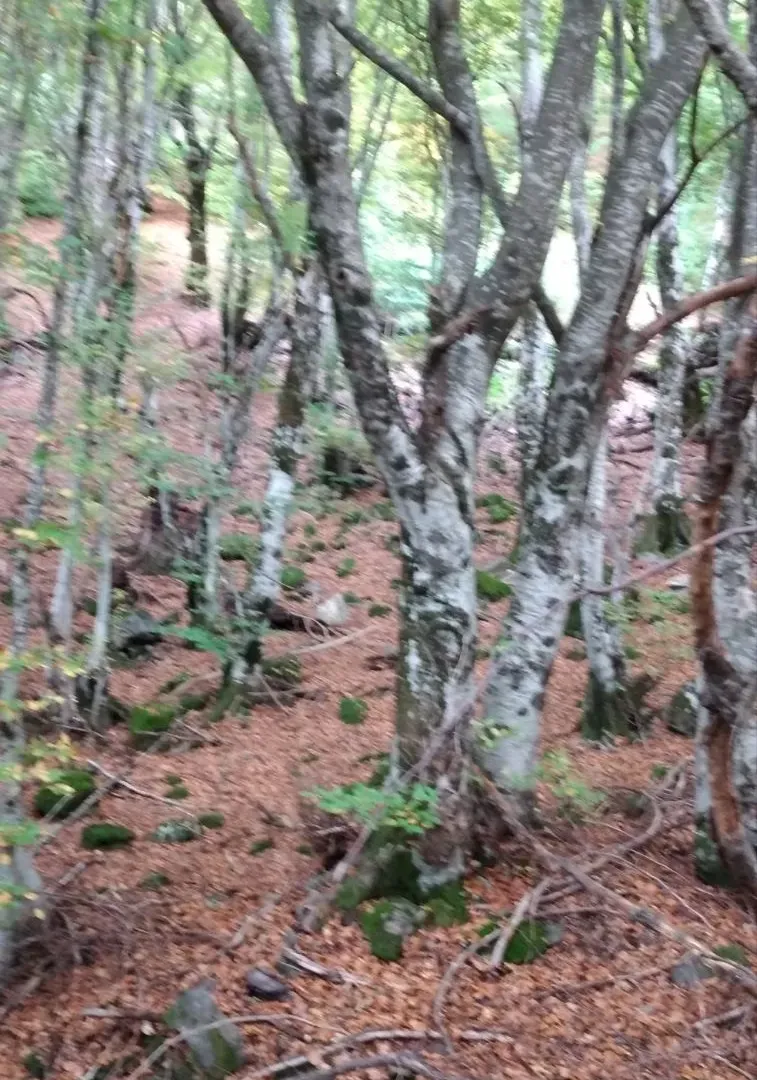 Prodaja, plac, 45233m², Kolašin, Crna Gora