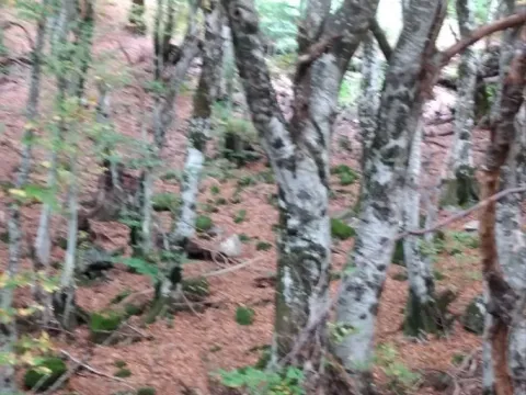 Prodaja, plac, 45233m², Kolašin, Crna Gora - image 8