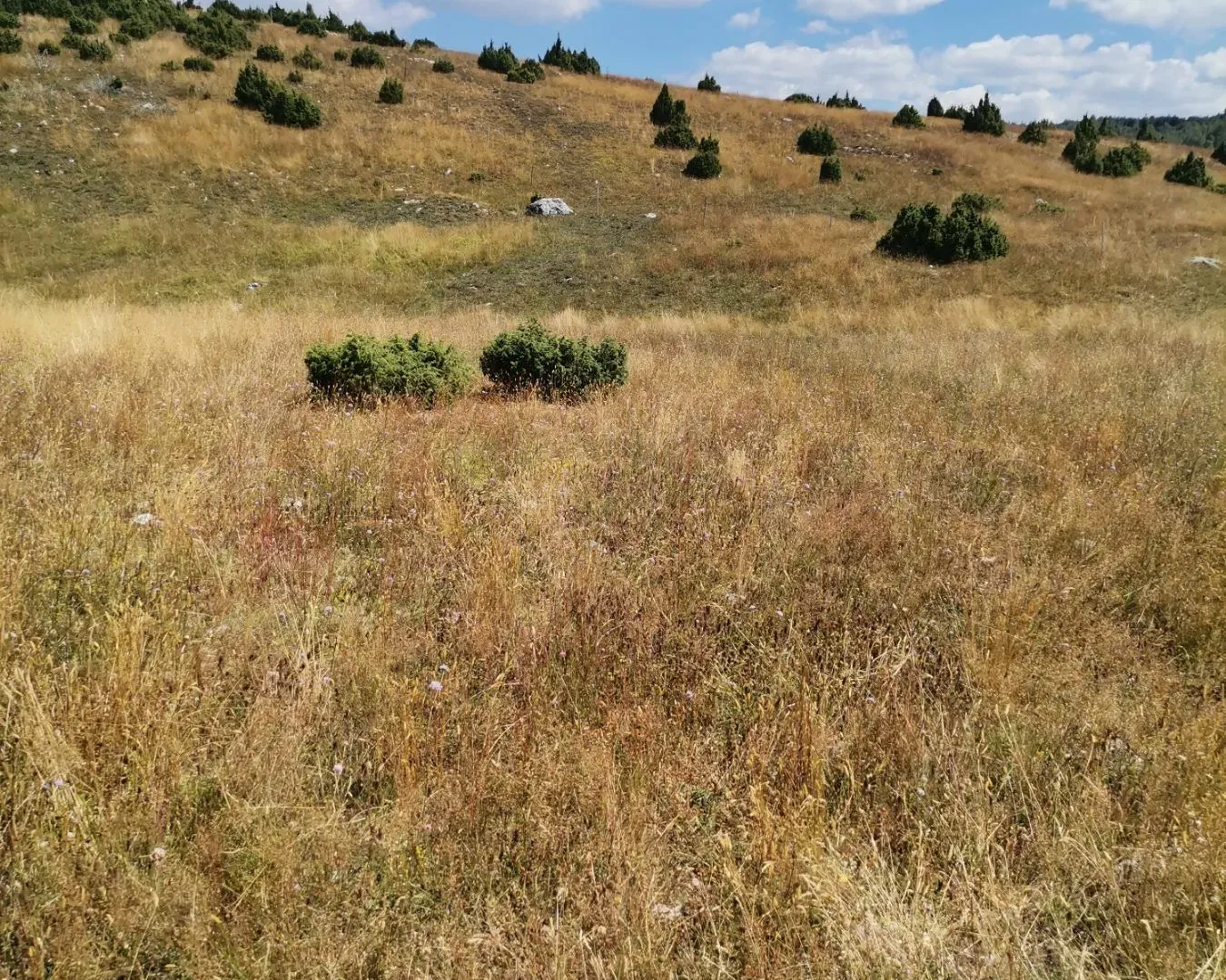 Prodaja, plac, 36000m², Žabljak, Crna Gora