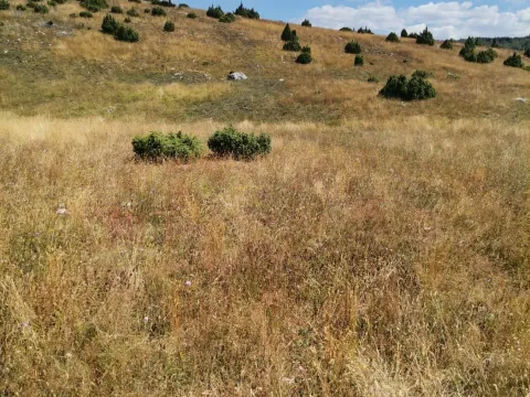 Prodaja, plac, 36000m², Žabljak, Crna Gora - image 6