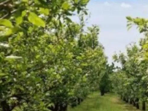 Prodaja, plac, 138m², Krstašice, Irig - image 2