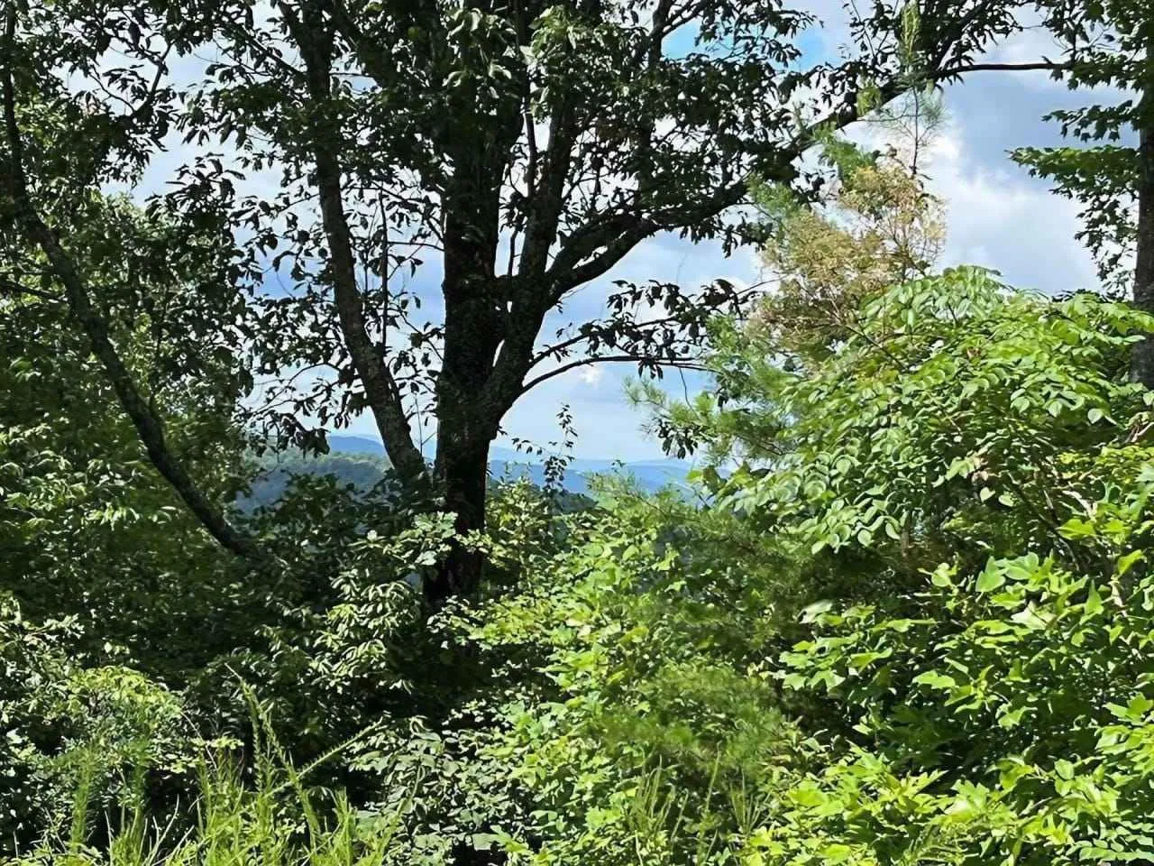 Pogled na šumu i prirodu sa imanja.