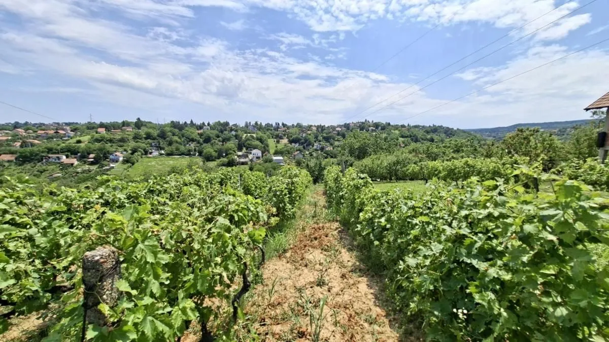 Prodaja, plac, 3000m², Bocke, Petrovaradin