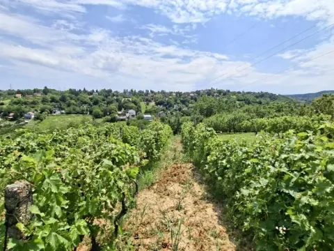 Prodaja, plac, 3000m², Bocke, Petrovaradin - image 15