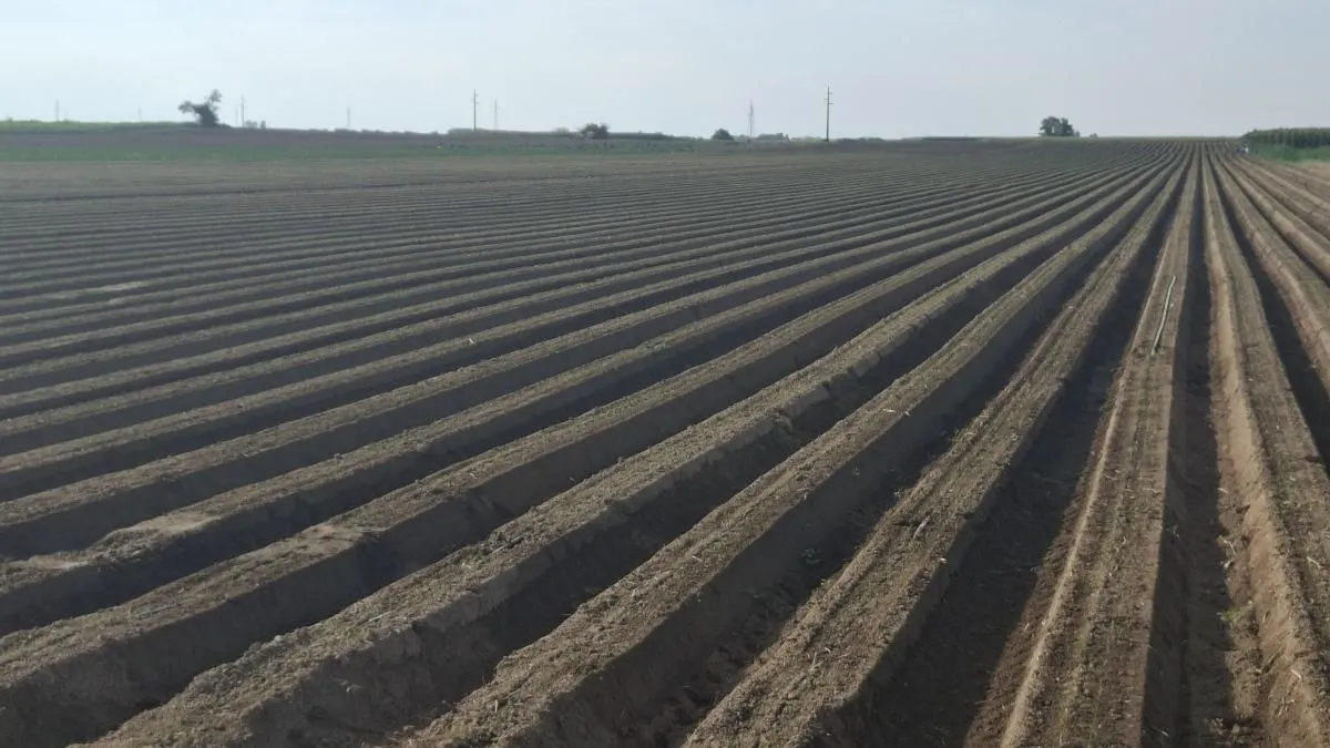 Prodaja, plac, 27500m², Futog, Novi Sad Sve Podlokacije