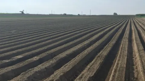 Prodaja, plac, 27500m², Futog, Novi Sad Sve Podlokacije - image 9