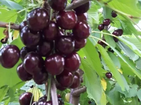 Prodaja, plac, 1030m², Sremska Mitrovica, Srbija - image 6