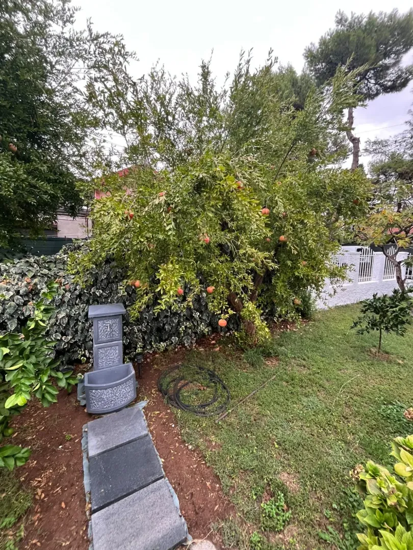 Yard with fruit trees and landscaped lawn.