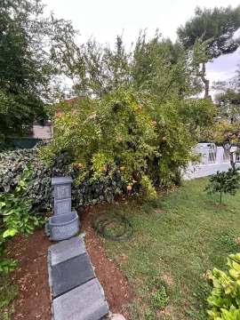 Yard with fruit trees and landscaped lawn. - image 6