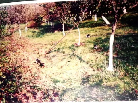 Sale, land lot, 1000m², Mislodjin, Obrenovac - image 2