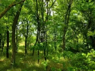 Prodaja, kuća, 63m², Srpski Šor, Subotica - image 14