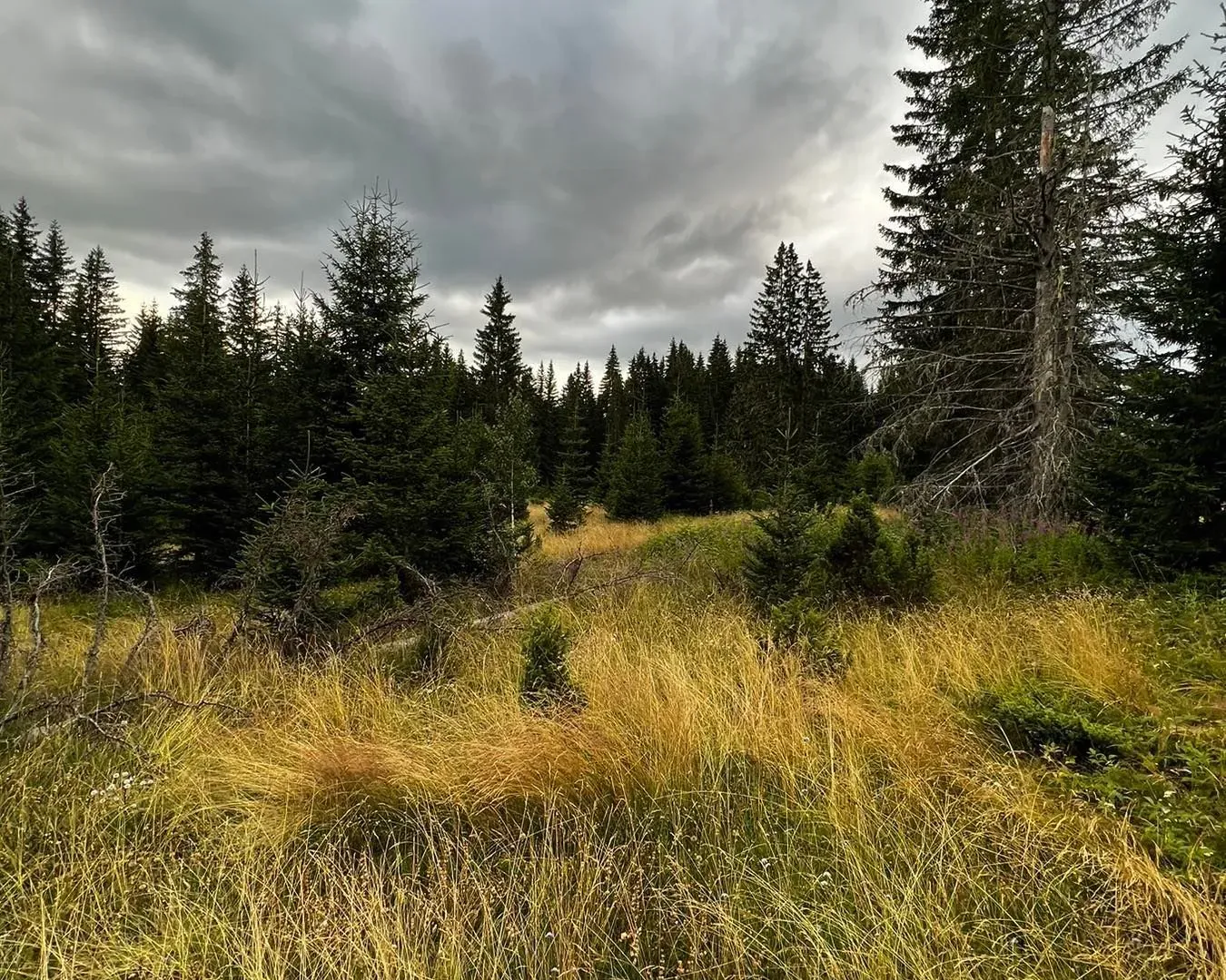 Prodaja, plac, 9000m², Žabljak, Crna Gora