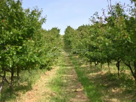 Prodaja, plac, 70000m², Grošnica, Kragujevac - image 4
