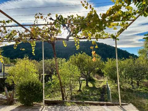 Yard with a grapevine and an orchard. - image 2