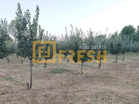 Prodaja, plac, 3800m², Danilovgrad, Crna Gora - image 2