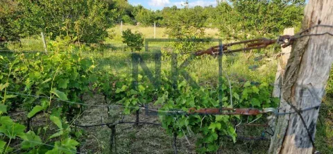 Pogled na dvorište sa vinogradom i zelenilom. - image 5