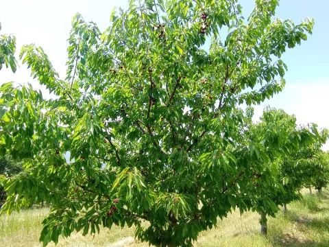 Prodaja, plac, 12964m², Pirot, Srbija - image 3