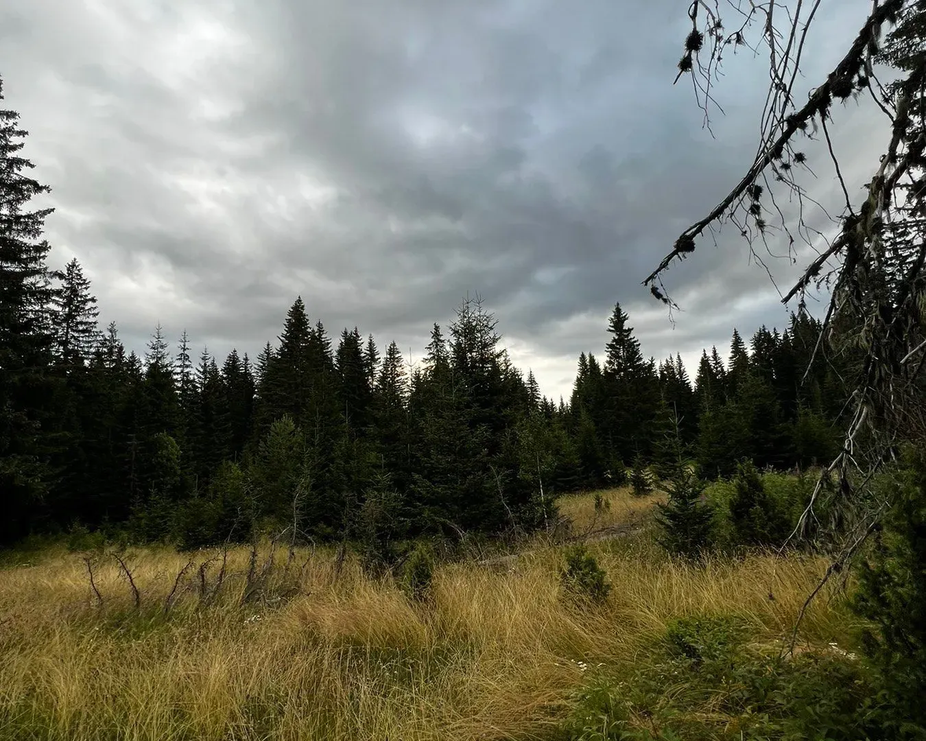 Prodaja, plac, 9000m², Žabljak, Crna Gora