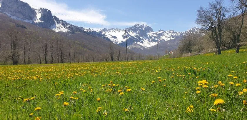 Prodaja, plac, 7145m², Donje Lipovo, Kolašin