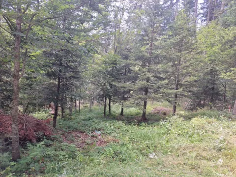 Prodaja, plac, 623m², Konjska Reka, Bajina Bašta - image 4