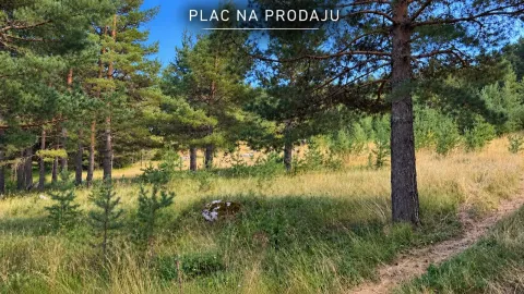 Šumoviti plac sa četinarskim drvećem i travnatom površinom. - image 4