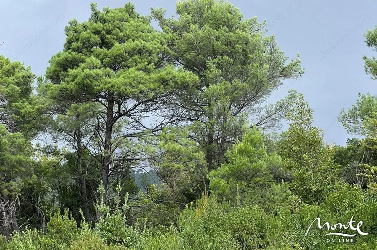 Prodaja, plac, 1219m², Tivat, Crna Gora