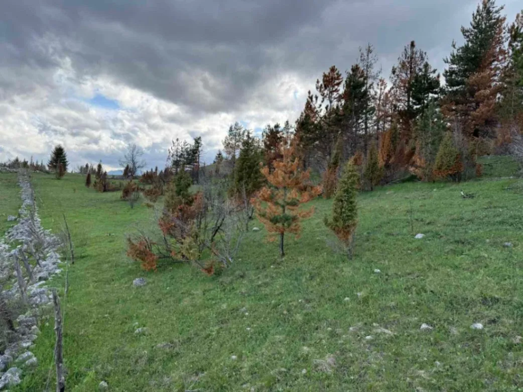 Prodaja, plac, 8000m², Žabljak, Crna Gora