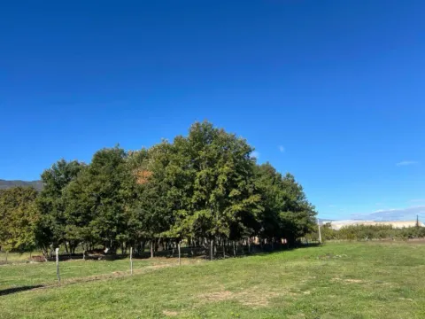 Sale, land lot, 1258m², Ćurilac, Danilovgrad - image 2