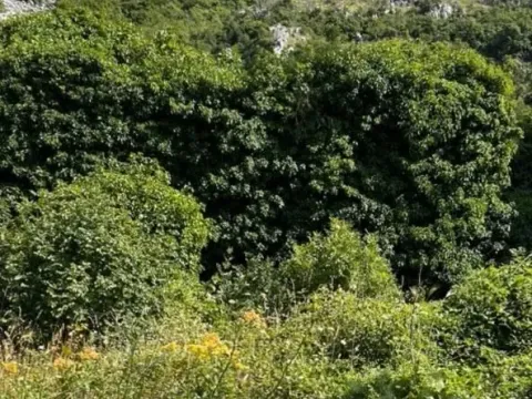 Sale, land lot, 500m², Tudorovići, Budva - image 3