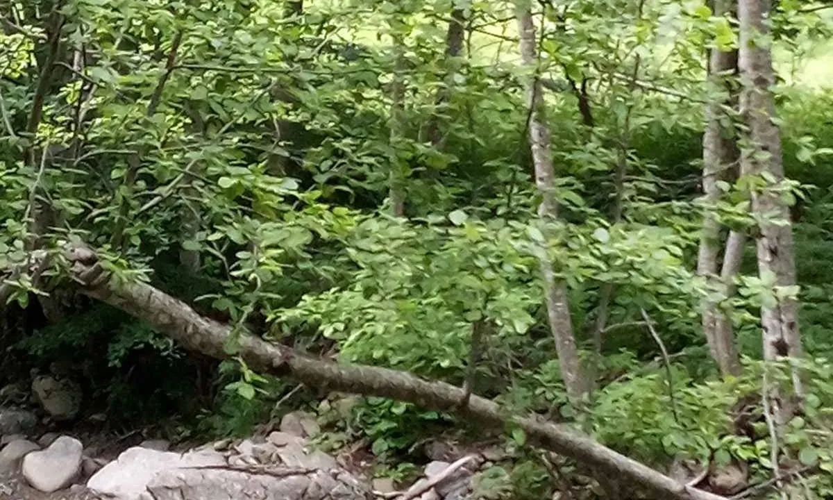 Sale, land lot, 150000m², Podgorica, Crna Gora