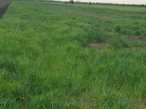 Prodaja, plac, 1204m², Ruma, Srbija - image 2