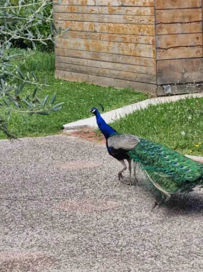 Prodaja, kuća, 195m², Tuzi, Podgorica