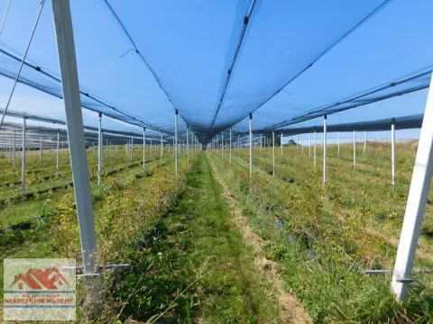 Sale, land lot, 350m², Kragujevac, Srbija - image 33