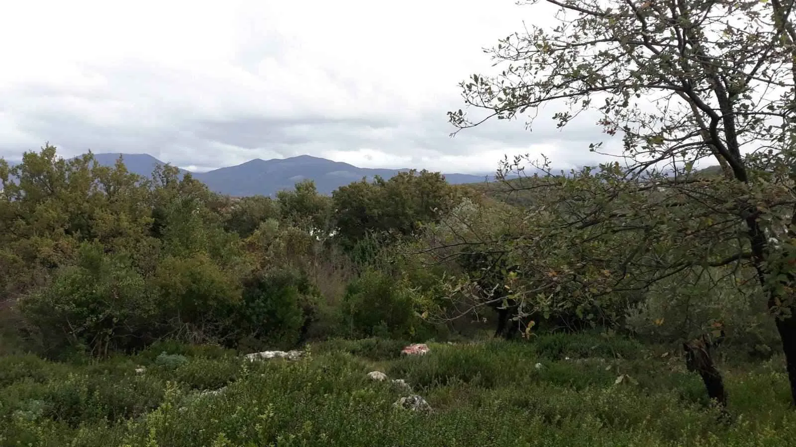 Pogled na zeleni plac sa drvećem i planinama u pozadini.