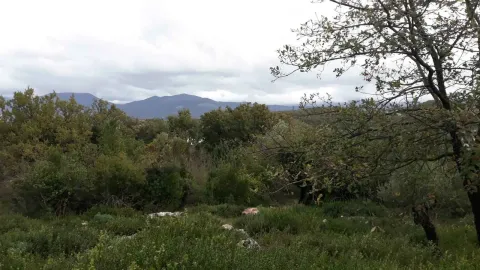 Pogled na zeleni plac sa drvećem i planinama u pozadini. - image 2