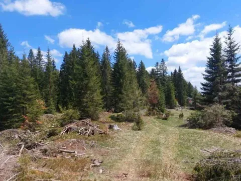 Prodaja, plac, 17500m², Žabljak, Crna Gora - image 8