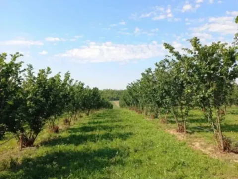 Sale, land lot, 37800m², Sremska Mitrovica, Srbija - image 2