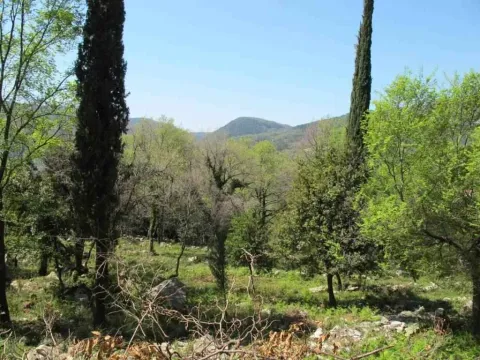 Zeleni plac okružen drvećem i prirodom. - image 2
