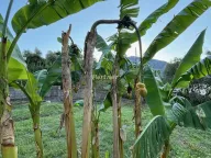 Prodaja, kuća, 180m², Dobrota, Kotor - image 21