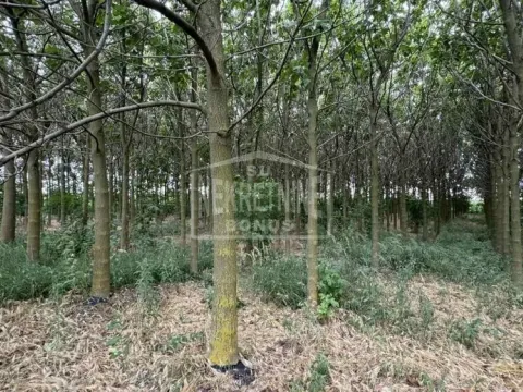 Prodaja, plac, 10000m², Mala Bosna, Subotica - image 7