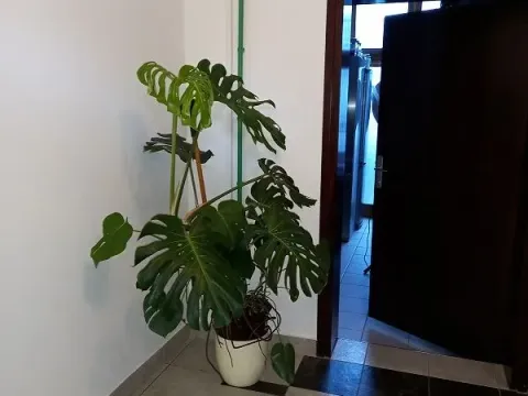 Izdavanje, poslovni prostor, 240m², Lekino Brdo, Voždovac Sve Podlokacije - image 5