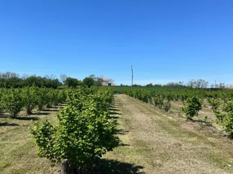 Prodaja, plac, 5000m², Vladimirci, Srbija - image 20