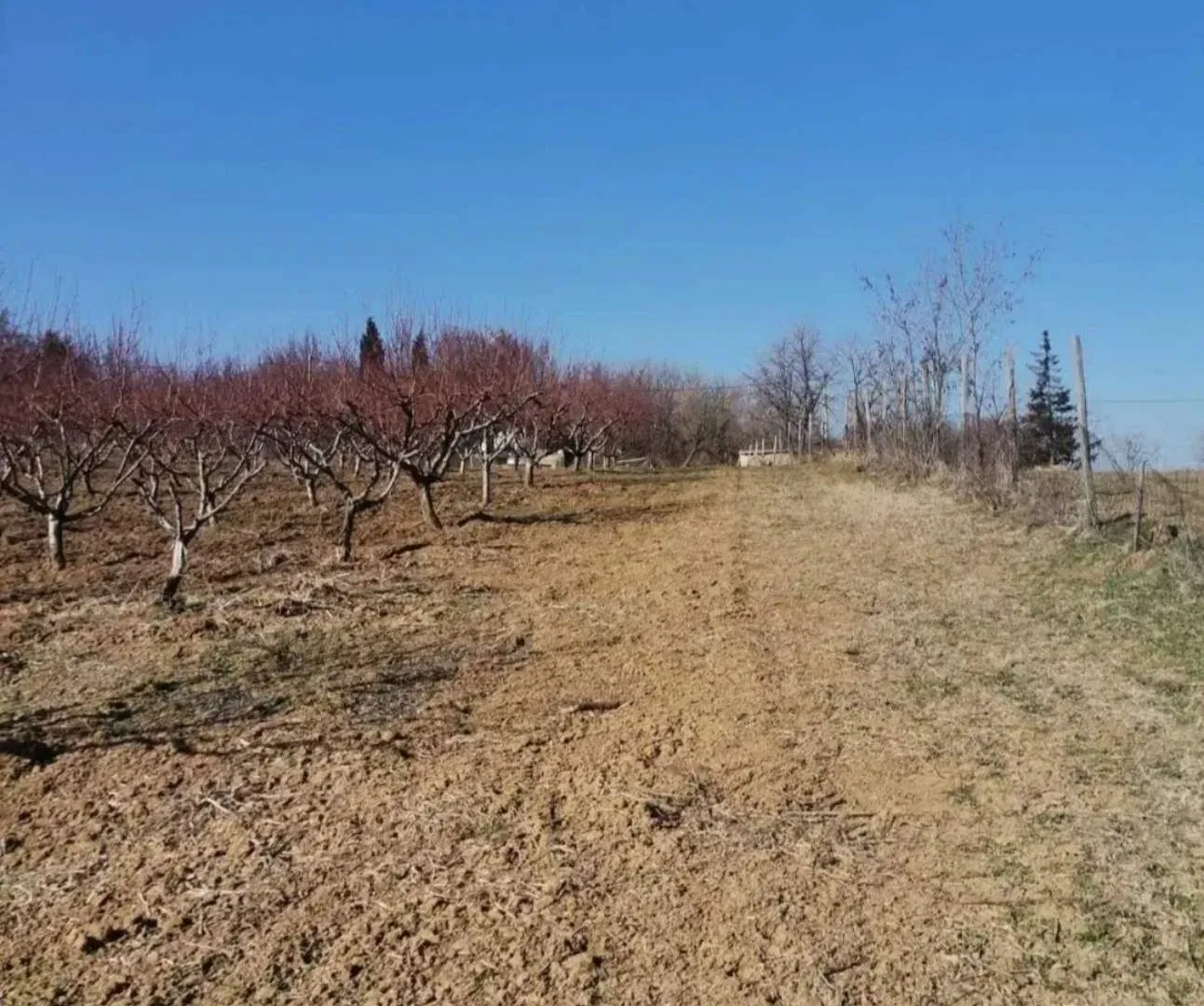 Prodaja, plac, 19600m², Dubona, Mladenovac