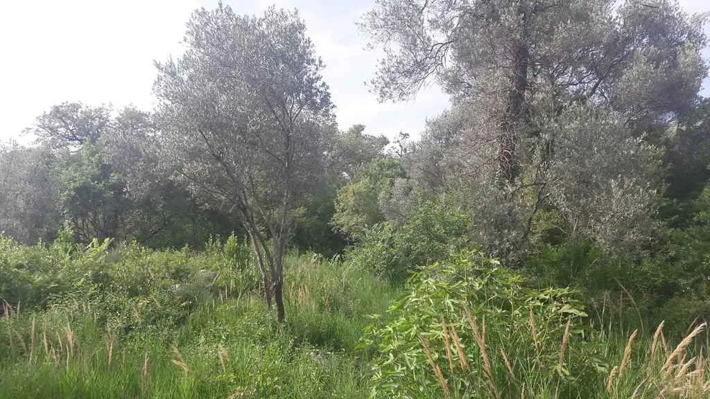Zeleni plac sa drvećem i bujnom prirodnom vegetacijom.
