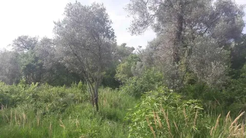 Zeleni plac sa drvećem i bujnom prirodnom vegetacijom. - image 4